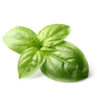 Basil