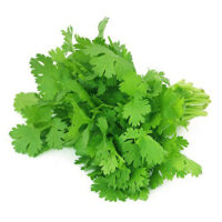 Coriander